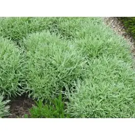 Voordeelprijs | Helichrysum italicum