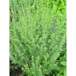 Nog maar een paar beschikbaar - Hyssopus officinalis