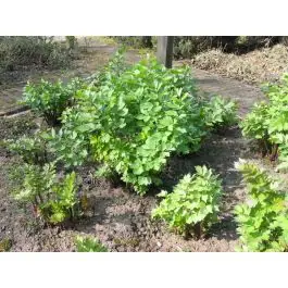 Levisticum officinale | Populair