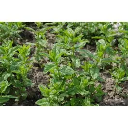 Nieuw gelanceerd | Mentha spicata