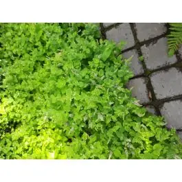 Mentha Variegata | Klaar voor verzending
