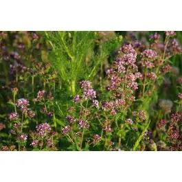 Koopje - Origanum vulgare