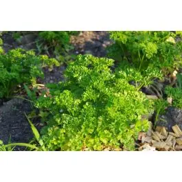 Petroselinum crispum | Professionele kwaliteit