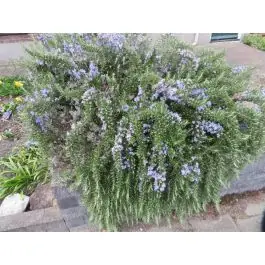 Zojuist toegevoegd | Rosmarinus officinalis Capri