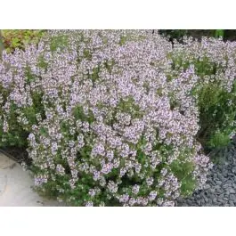 Thymus Compactus - Snelle verzending