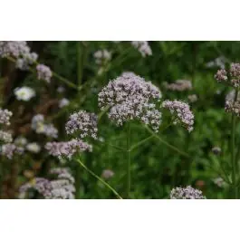 Valeriana officinalis | Hoge kwaliteit
