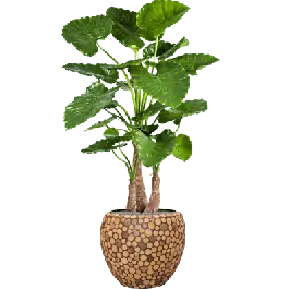 Alocasia Calidora in Facets Ageless Couple - kunstplant - Lage prijs