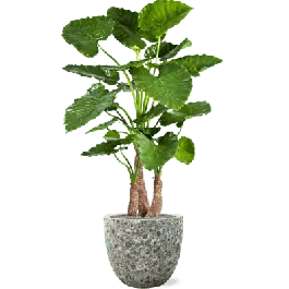 Veilig betalen | Alocasia Calidora in Vulcana Couple groen - kunstplant