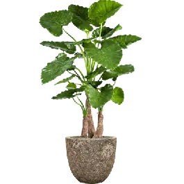 Voordelig | Alocasia Calidora in Vulcana Couple Metal - kunstplant