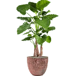 Alocasia Calidora in Vulcana Couple Roze - kunstplant - Extra voordeel