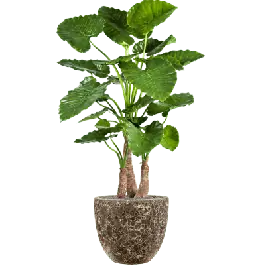 Professionele kwaliteit | Alocasia Calidora in Vulcana Couple Zwart - kunstplant