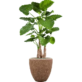 Alocasia Calidora in Naturescast Couple - kunstplant | Premium