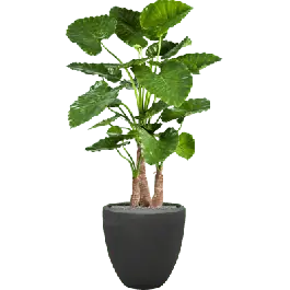 Bespaar meer | Alocasia Calidora in Polystone Couple Zwart - kunstplant