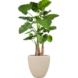 Superprijs | Alocasia Calidora in Polystone Couple Crème - kunstplant