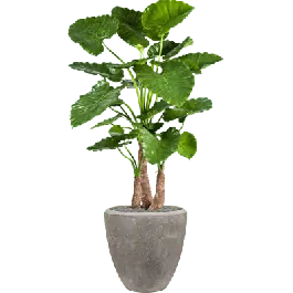 Nog maar een paar beschikbaar - Alocasia Calidora in Polystone Couple Grijs - kunstplant