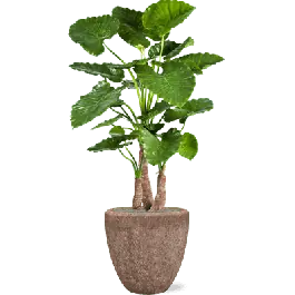 Lage prijs | Alocasia Calidora in Polystone Rock Couple Bruin - kunstplant