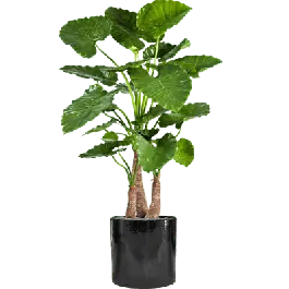 Direct kopen - Alocasia Calidora in Cylinder Ceramic Zwart - kunstplant