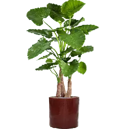 Veilig winkelen - Alocasia Calidora in Cylinder Ceramic Rood - kunstplant