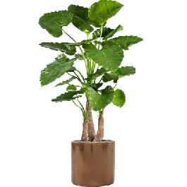 Voordelig | Alocasia Calidora in Cylinder Ceramic Goud - kunstplant
