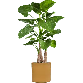 Hoog gewaardeerd | Alocasia Calidora in Cylinder Ceramic Honey - kunstplant
