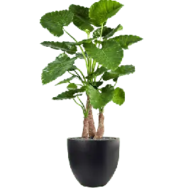 Deal - Alocasia Calidora in Fiberstone Jesslyn Zwart - kunstplant