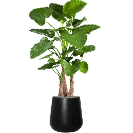 Alocasia Calidora in Fiberstone Pax Zwart - kunstplant - Premium