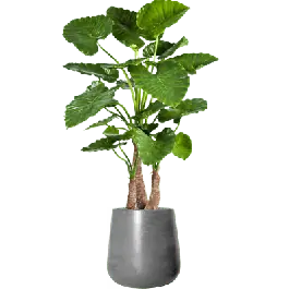 Nieuw | Alocasia Calidora in Fiberstone Pax Grijs - kunstplant