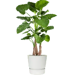Bestelbaar - Alocasia Calidora in Elho Greenville Rond Wit - kunstplant