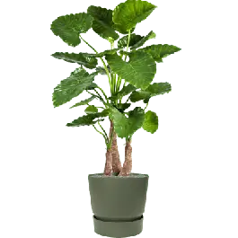 Direct beschikbaar | Alocasia Calidora in Elho Greenville Rond Groen - kunstplant