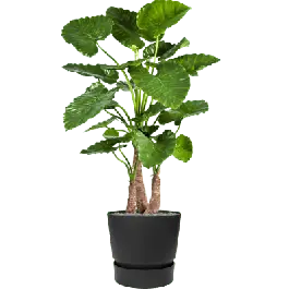 Alocasia Calidora in Elho Greenville Rond Zwart - kunstplant - Hoog gewaardeerd