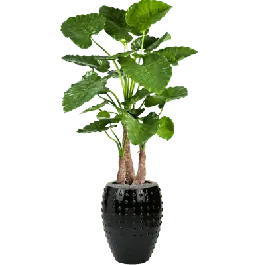 Voeg toe aan winkelwagen | Alocasia Calidora in Laos Emperor Zwart - kunstplant
