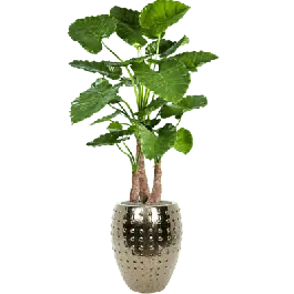 Alocasia Calidora in Laos Emperor Goud - kunstplant | Prijsverlaging
