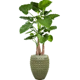 Alocasia Calidora in Laos Emperor Groen - kunstplant - Topprijs