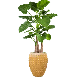 Alocasia Calidora in Laos Emperor Geel - kunstplant - Tijdelijke actie