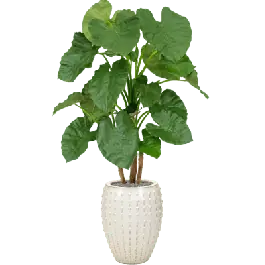 Alocasia in Laos Emperor Wit - kunstplant | Prijsverlaging