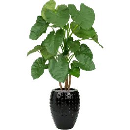 Alocasia in Laos Emperor Zwart - kunstplant | Nu beschikbaar
