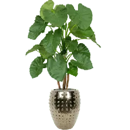 Alocasia in Laos Emperor Goud - kunstplant - Snelle verzending
