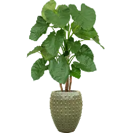 Alocasia in Laos Emperor Groen - kunstplant - Zojuist toegevoegd