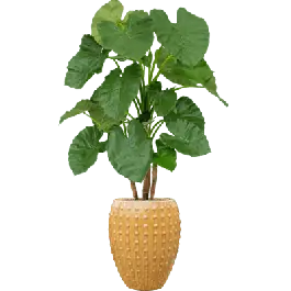 Alocasia in Laos Emperor Geel - kunstplant - Bespaar nu