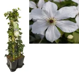 Prijsverlaging | 1 meter privacy met Clematis Forever Friends