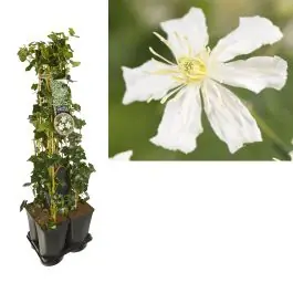 Klantfavoriet - 1 meter privacy met Clematis Paul Farges