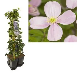 Voordeelprijs - 1 meter privacy met Clematis Rubens