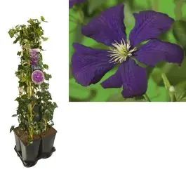 Zojuist toegevoegd | 1 meter privacy met Clematis Etoile Violette