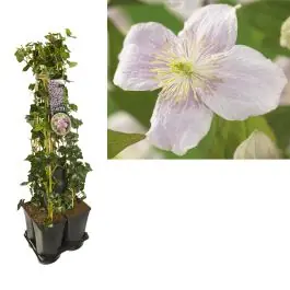 Hoog gewaardeerd | 1 meter privacy met Clematis Mayleen