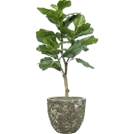 Ficus lyrata in Vulcana Couple groen - kunstplant - Nieuw