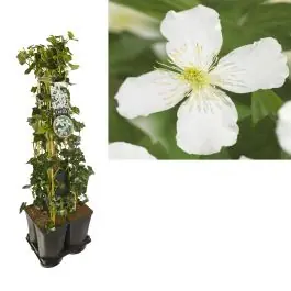 Speciale deal | 1 meter privacy met Clematis Grandiflora