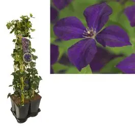 1 meter privacy met Clematis Polish Spirit - Premium