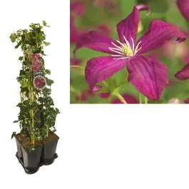 1 meter privacy met Clematis Madame Julia Correvon - Nieuw product