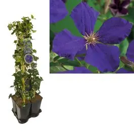 Beste prijs | 1 meter privacy met Clematis Jackmanii