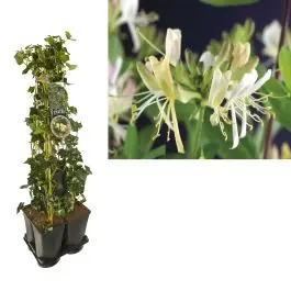 Makkelijk bestellen - 1 meter privacy met Lonicera Belgica Select